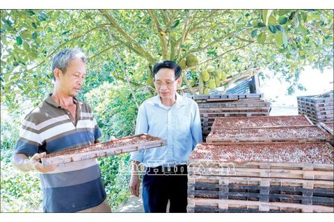 Phát triển dịch vụ mạ khay cấy máy