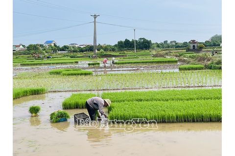 Khan hiếm lao động vụ cấy, giá thuê cao vẫn khó thuê được thợ