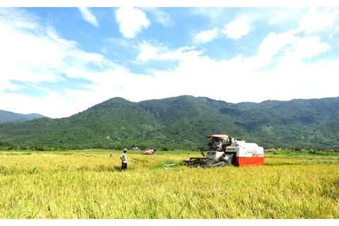 Nông dân Vạn Ninh hoàn thành xuống giống lúa hè thu