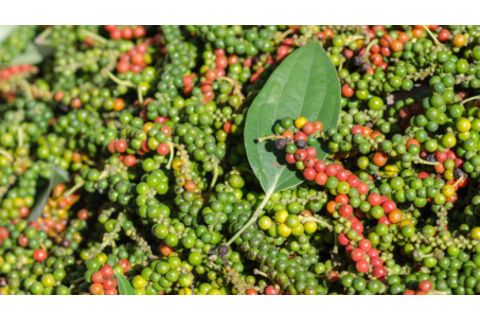 Giá tiêu hôm nay 14/7: Dự báo ổn định trên 140.000 đồng/kg trong tuần này