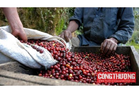 Giá cà phê hôm nay 14/7: Giá thế giới giảm mạnh do nguồn cung gia tăng