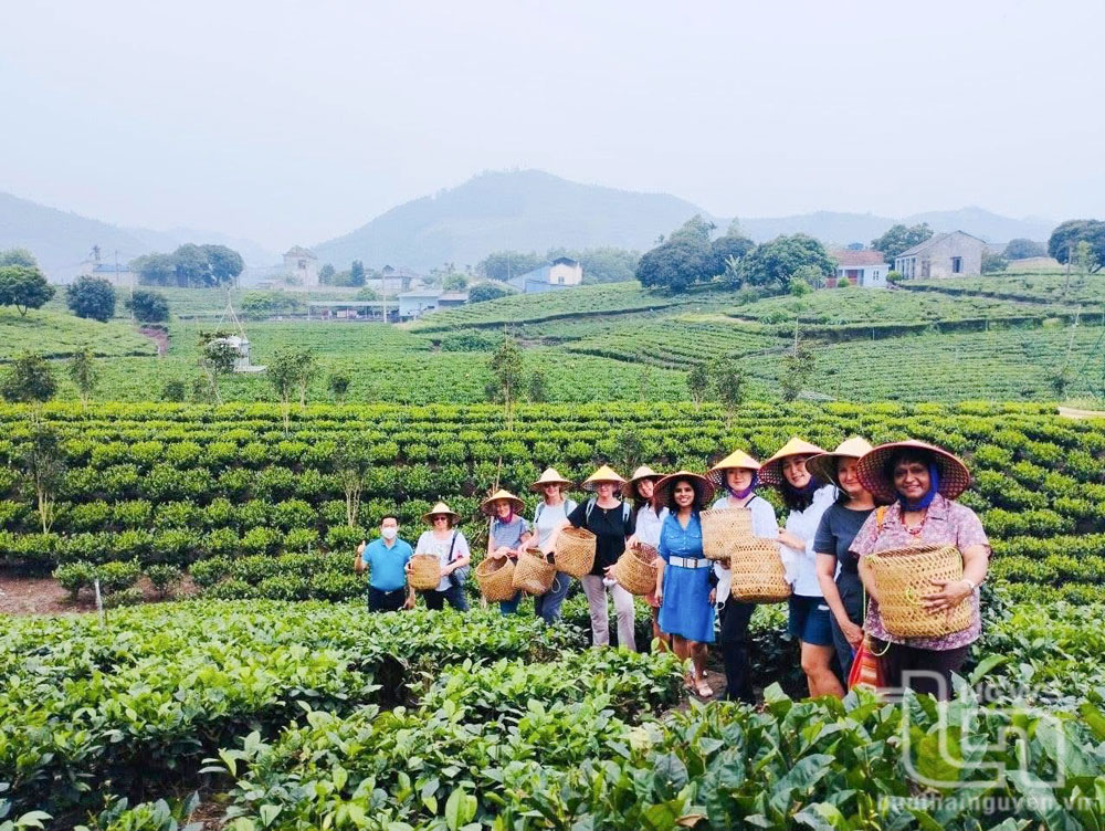 Du khách trải nghiệm tại Hợp tác xã Trà và Du lịch cộng đồng Tiến Yên (xã Tân Cương, TP. Thái Nguyên).