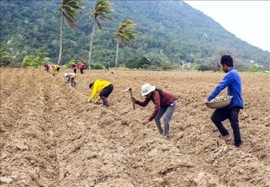 Đồng bào Raglay ở huyện Bắc Ái sản xuất nông nghiệp (Ảnh minh họa). Đồng bào Raglay ở huyện Bắc Ái sản xuất nông nghiệp (Ảnh minh họa).